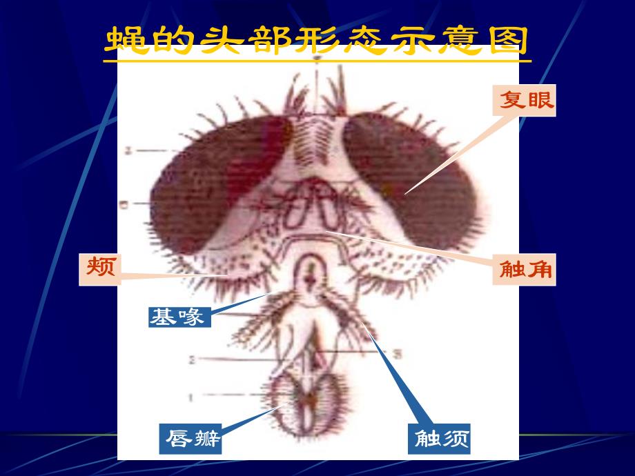 蝇9oax5ow5g7.ppt_第3页