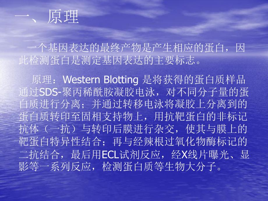 蛋白质的Wesrern印迹分析.ppt_第2页