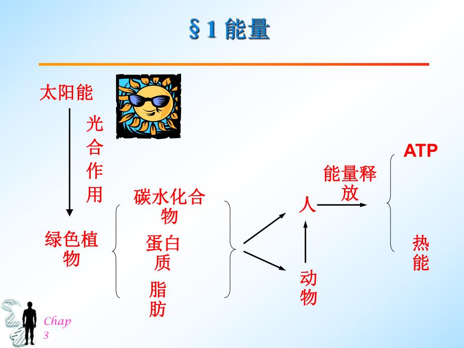 营养学Chap31.ppt_第2页