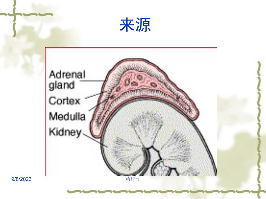 药理学课件15皮质激素.ppt_第2页