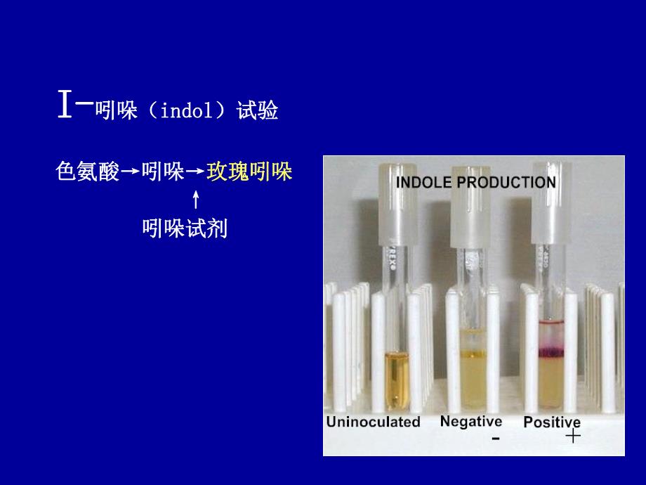 蛋白质样品的制备24.ppt_第2页