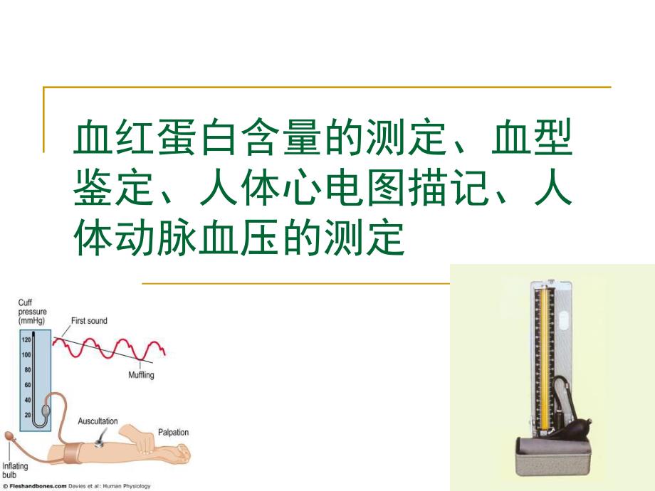 血红蛋白含量的测定血型鉴定.ppt_第1页