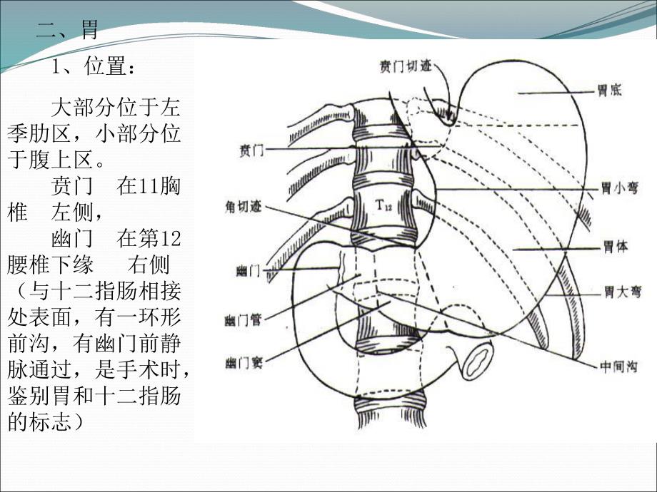 腹部结肠上区.ppt_第3页