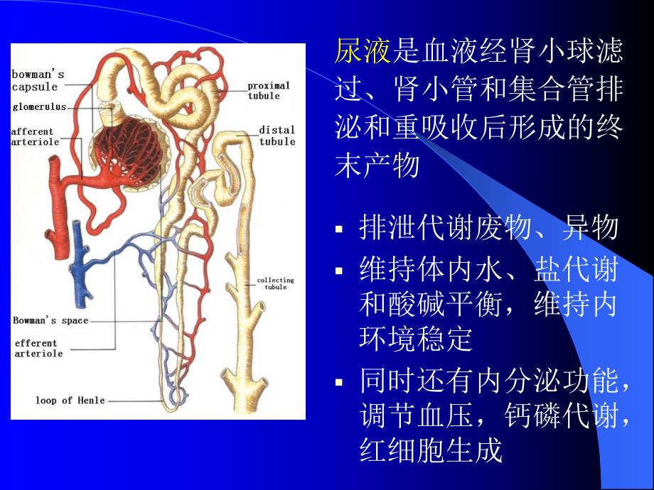 诊断尿液的检测.ppt_第1页