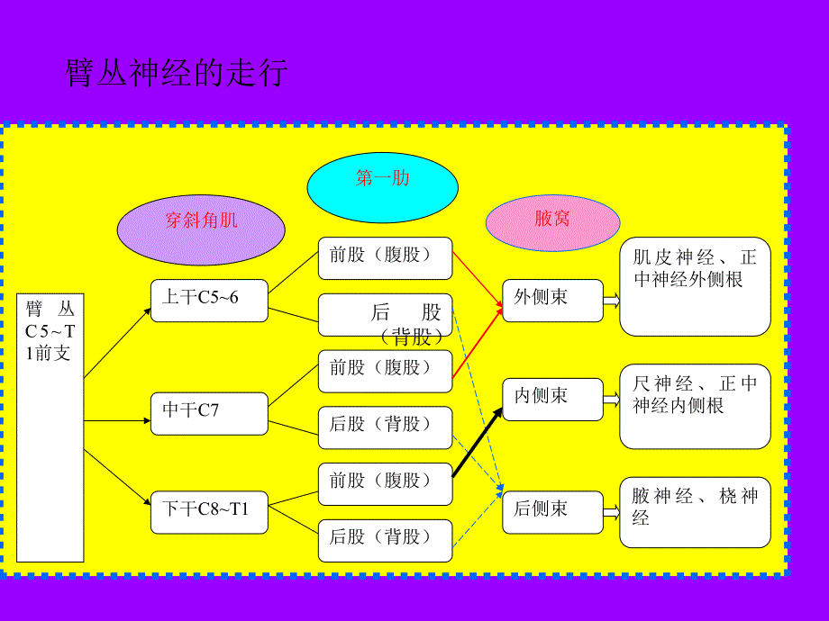 臂丛神经阻滞.ppt_第2页