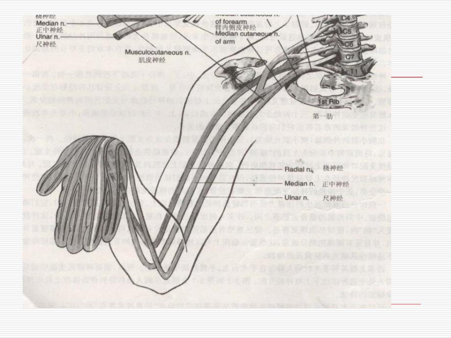 臂丛神经阻滞.ppt_第3页