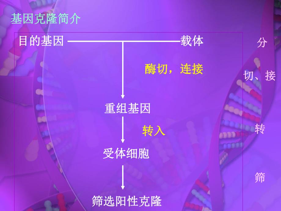 质粒提取及琼脂糖凝胶电泳.ppt_第3页