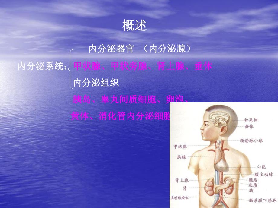 解剖学公开课课件内分泌.ppt_第2页