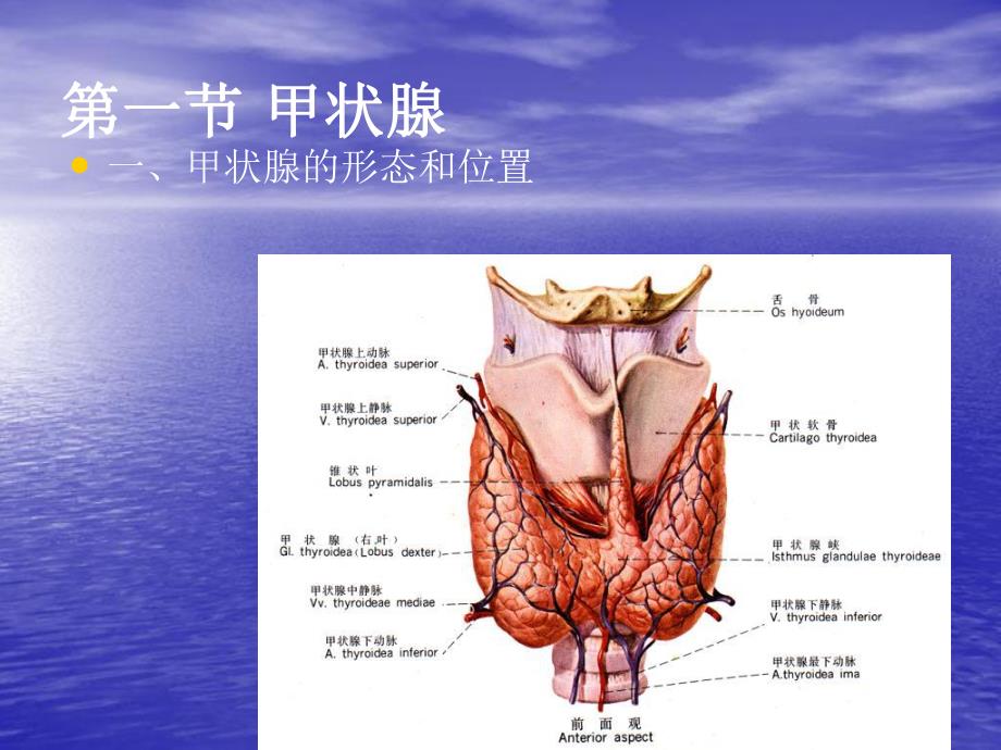 解剖学公开课课件内分泌.ppt_第3页