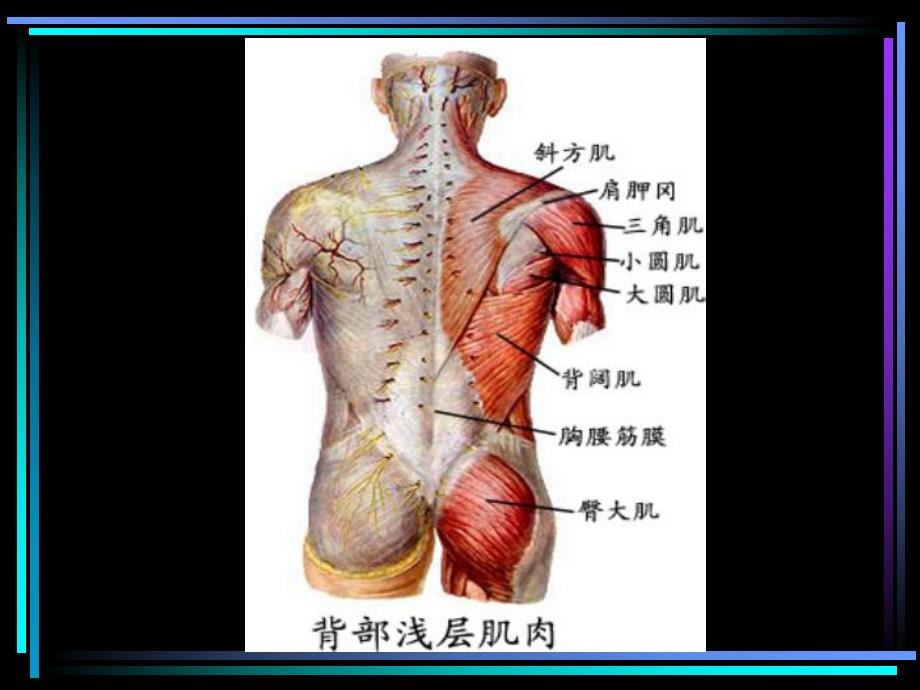 运动上肢的肌肉.ppt_第3页