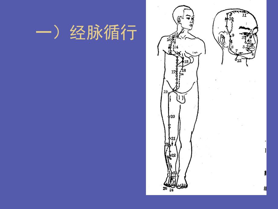 足阳明胃经教学课件.ppt_第3页