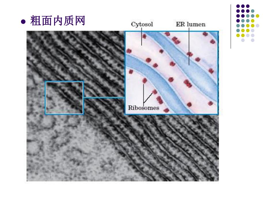 蛋白质合成及转运生科.ppt_第3页