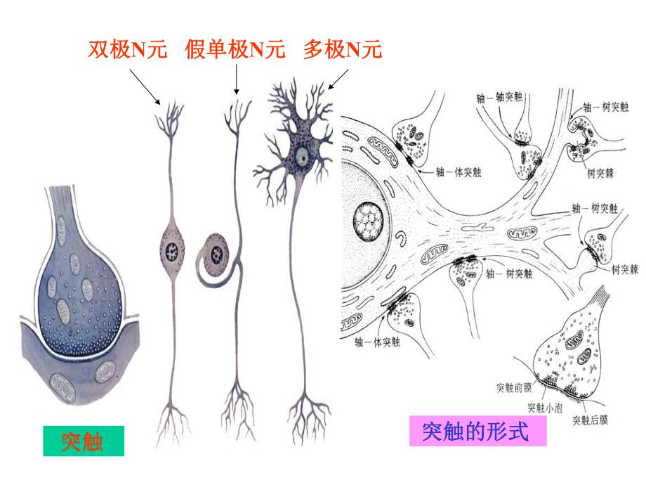 试讲脊髓课件.ppt_第3页