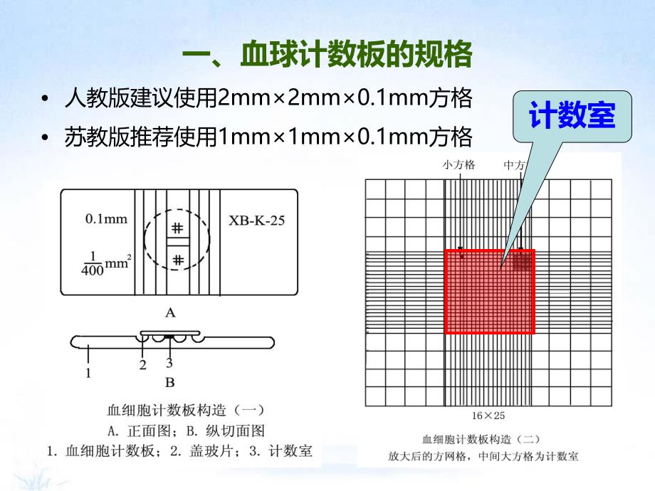 血球计数板使用.ppt_第2页