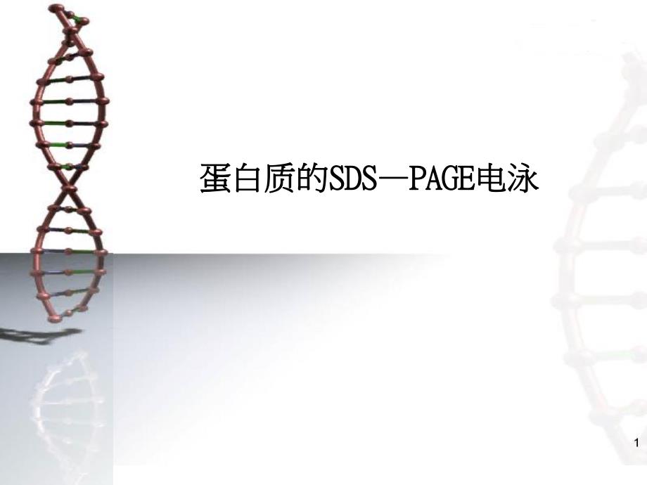 蛋白质的SDSPAGE电泳.ppt_第1页