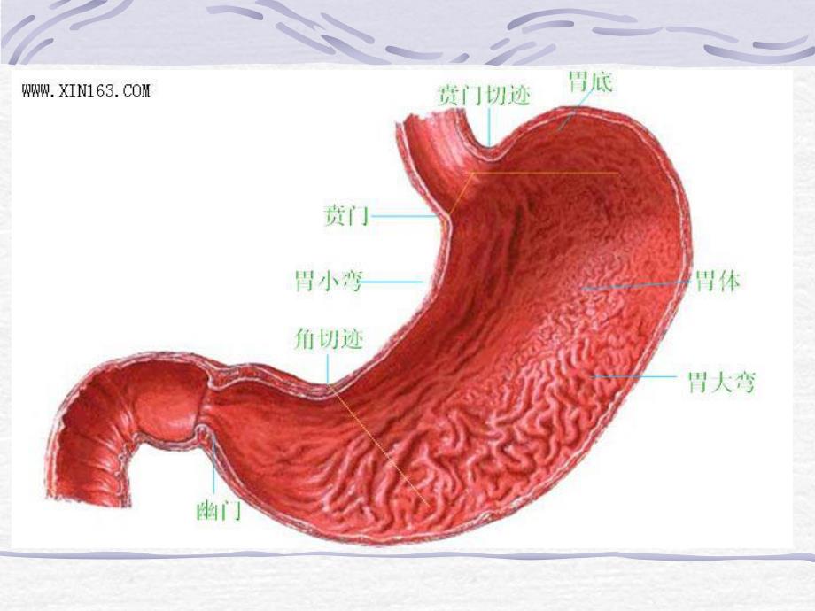 腹部损伤急性化脓性腹膜炎病人的护理.ppt_第2页