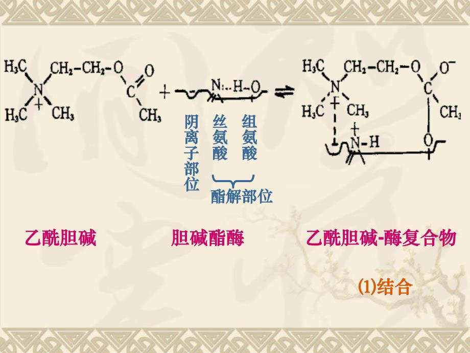 药理学第2版08抗胆碱酶药.ppt_第2页