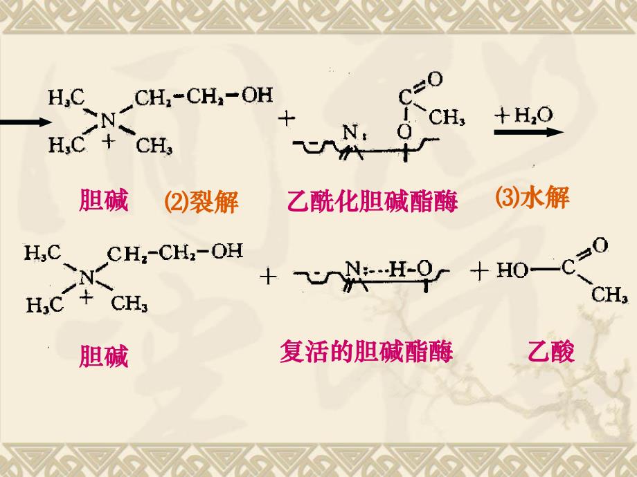 药理学第2版08抗胆碱酶药.ppt_第3页