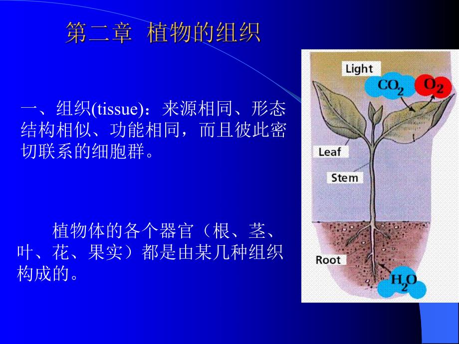 药用植物学组织.ppt_第1页