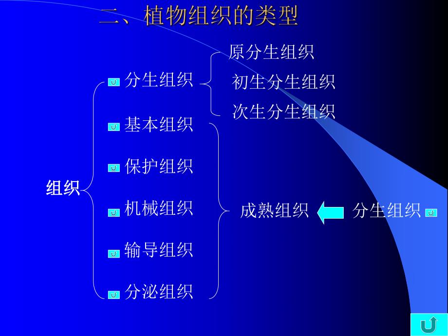 药用植物学组织.ppt_第2页