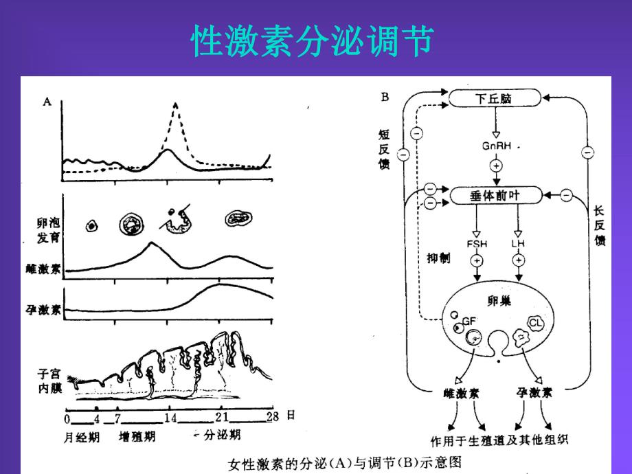 药理讲义pharm33.ppt_第2页