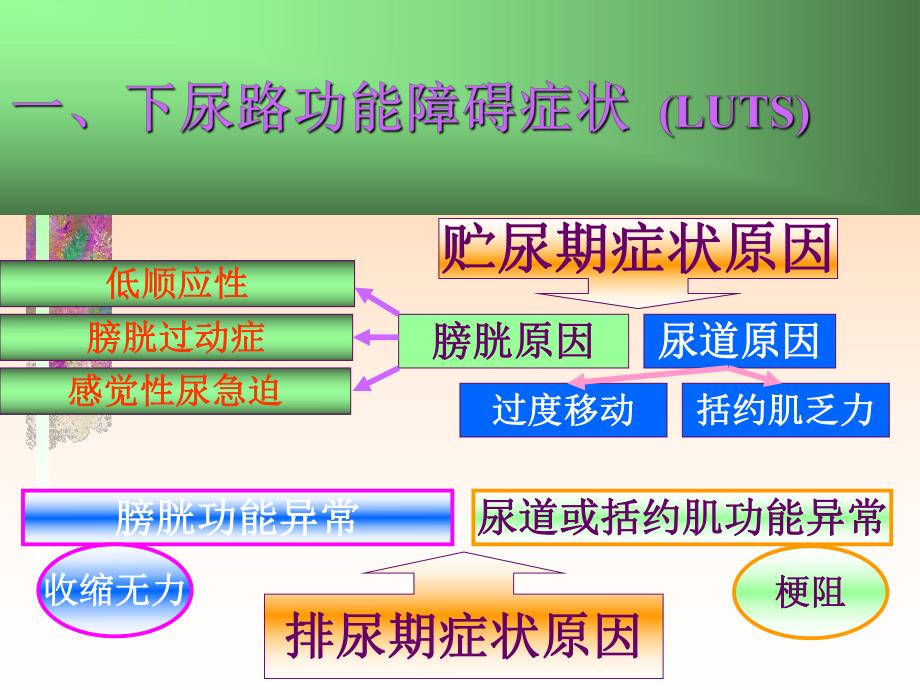 自主神经系统药物在下尿路功能障碍疾患的应用.ppt_第3页