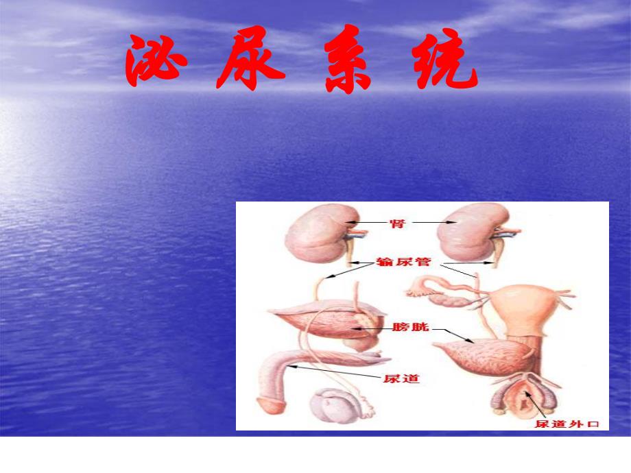 解剖泌尿系统.ppt_第1页