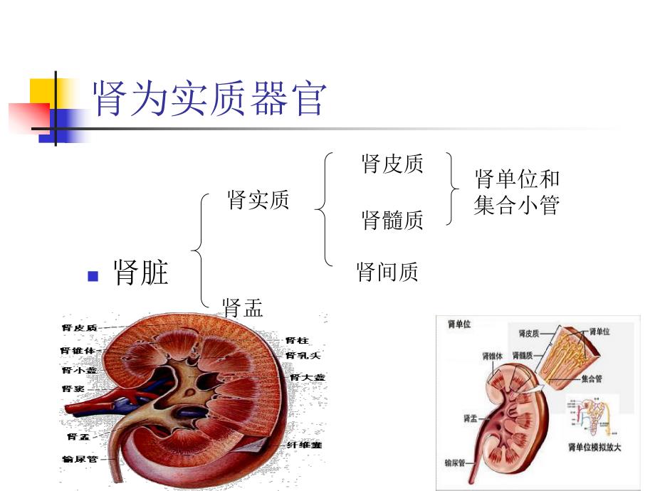 解剖泌尿系统.ppt_第2页