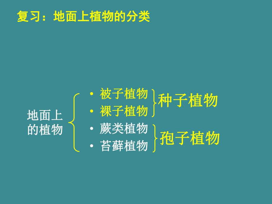 蕨类植物与苔藓植物教学课件.ppt_第1页