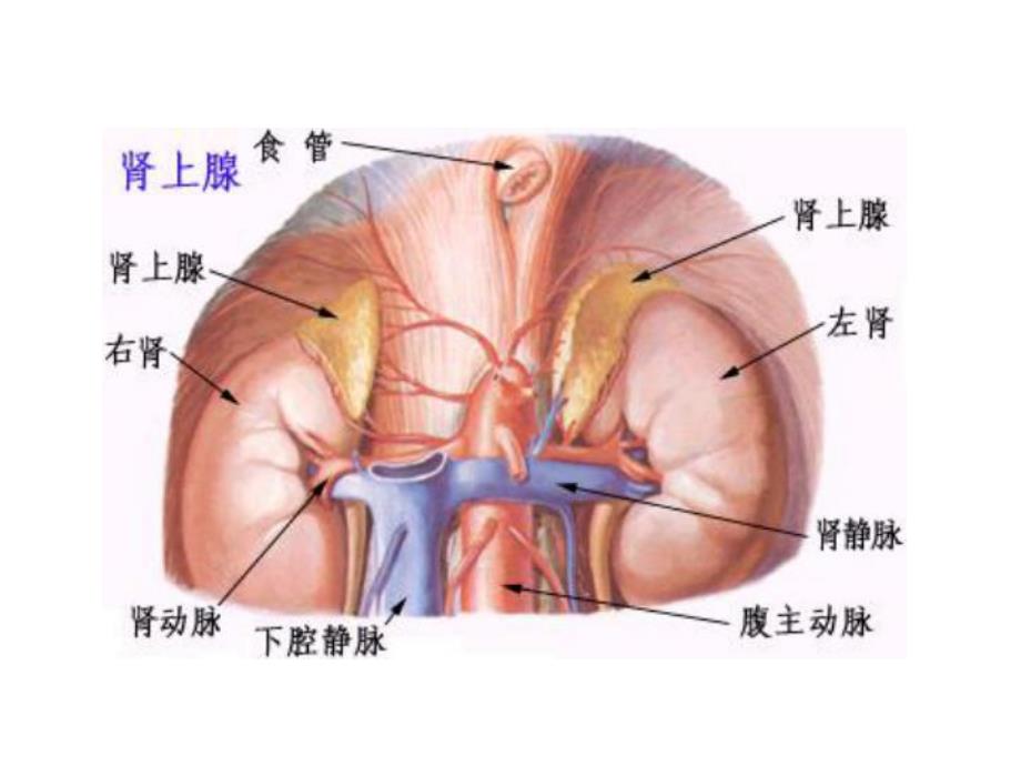 药理学课件内分泌系统.ppt_第2页