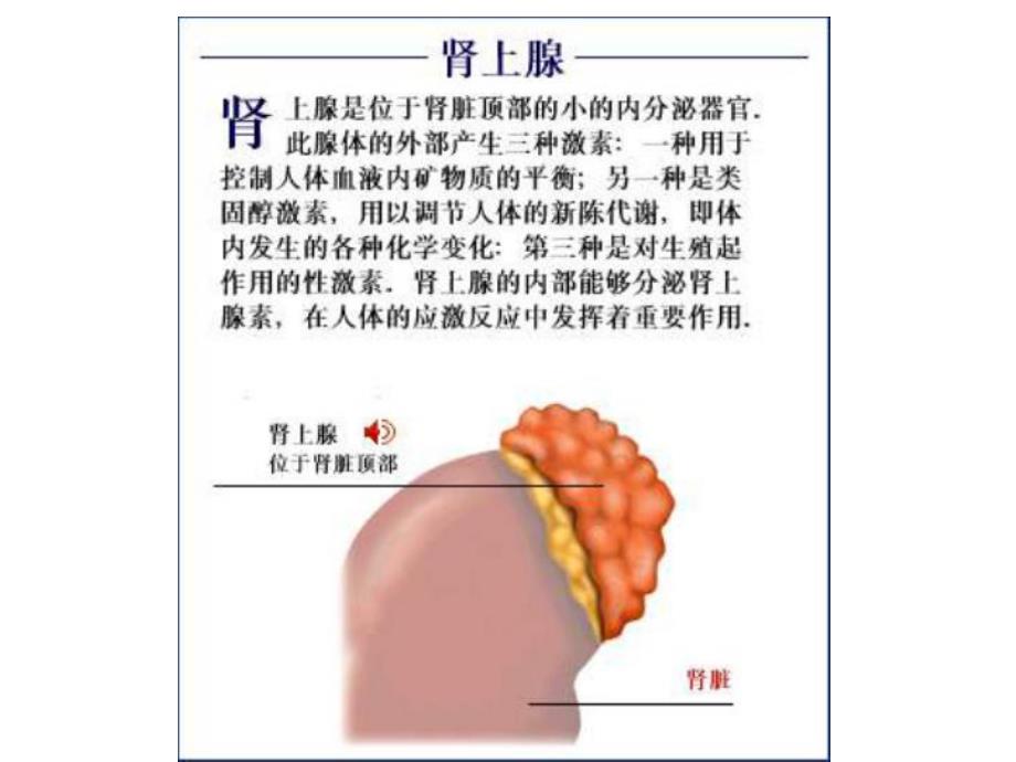 药理学课件内分泌系统.ppt_第3页