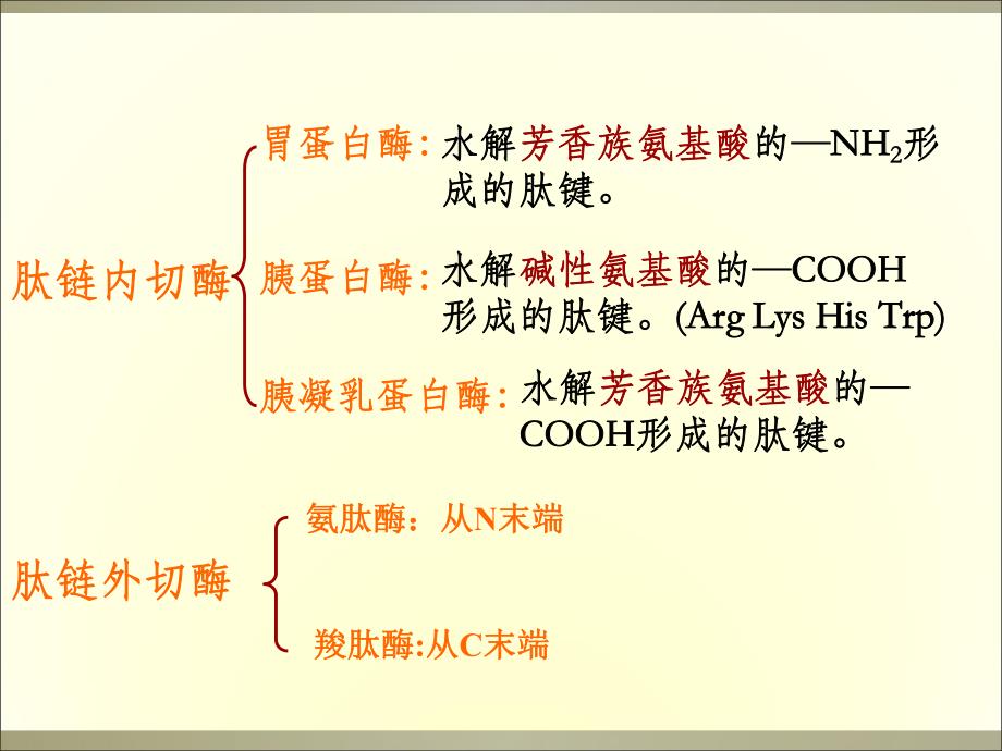 蛋白质代谢12.ppt_第3页