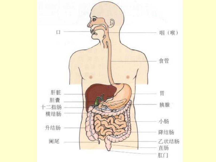 药理消化子宫兴奋.ppt_第2页