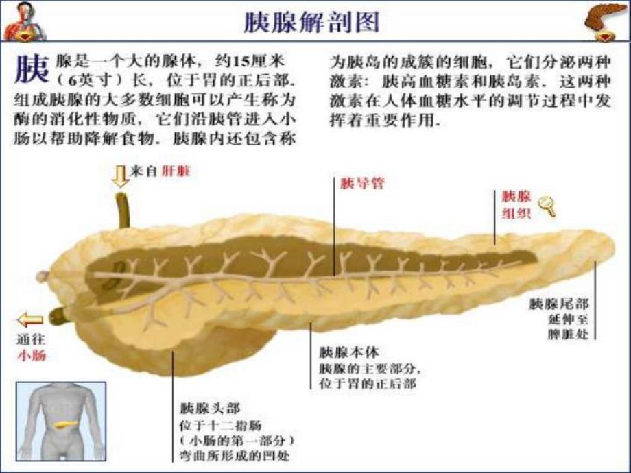 血液灌流在胰腺炎救治中的应用.ppt_第2页