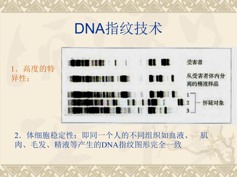 课件34基因是有遗传效应的DNA片段.ppt_第2页