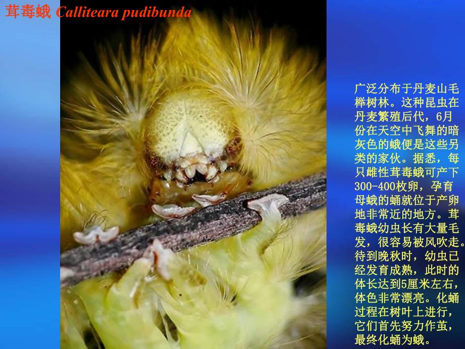 自然界怪异的昆虫.ppt_第2页