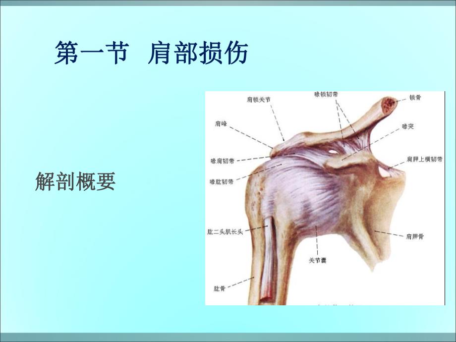 运动伤病防治第七章人体各部位运动损伤.ppt_第2页