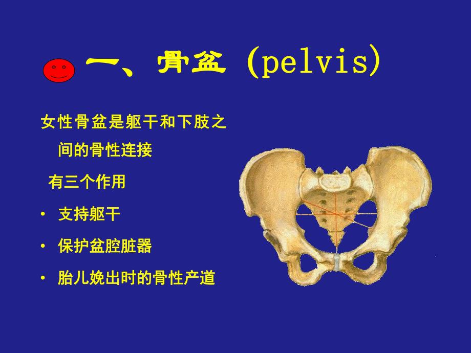 女性生殖系统解剖与生理课件.ppt_第3页