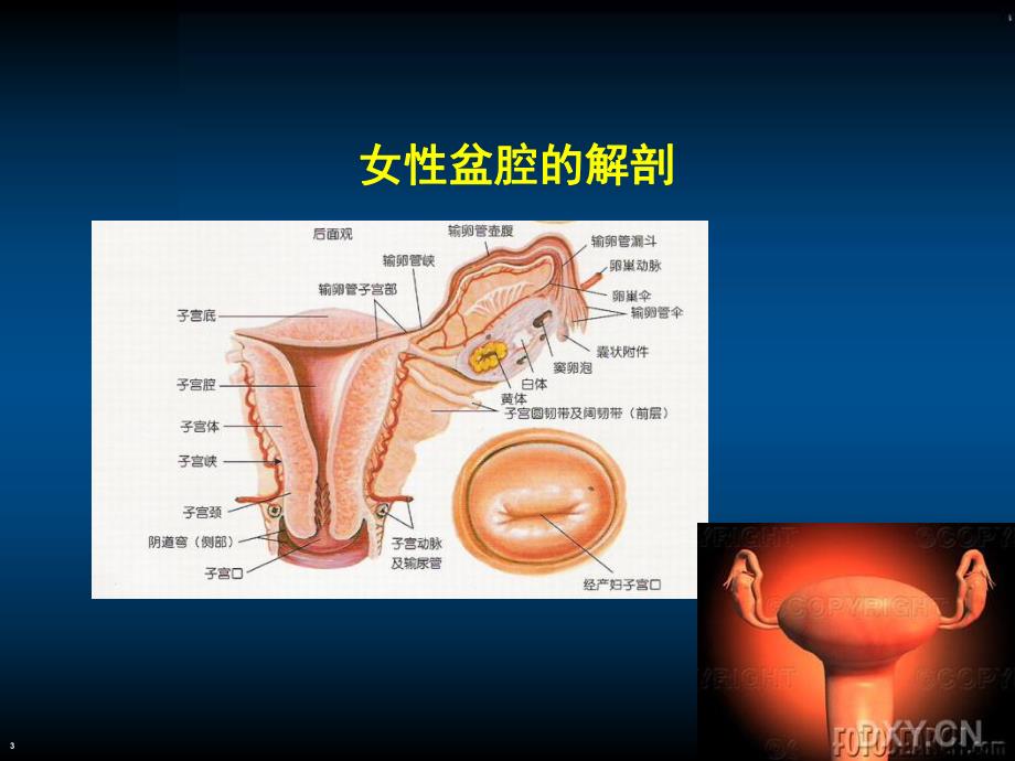 妇科保健讲座.ppt_第3页