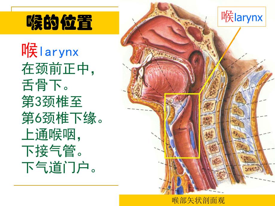 喉的解剖.ppt.ppt_第2页