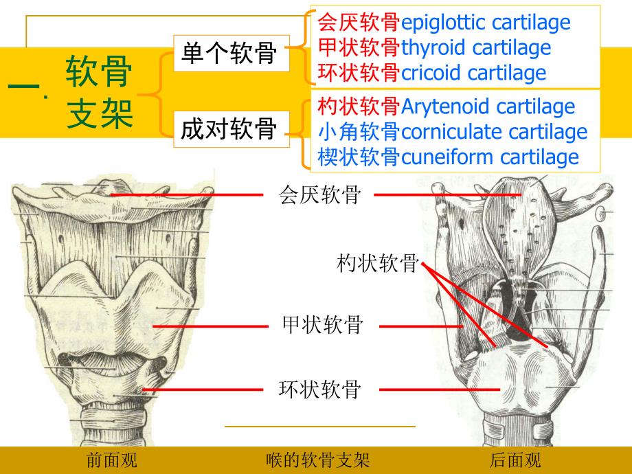 喉的解剖.ppt.ppt_第3页