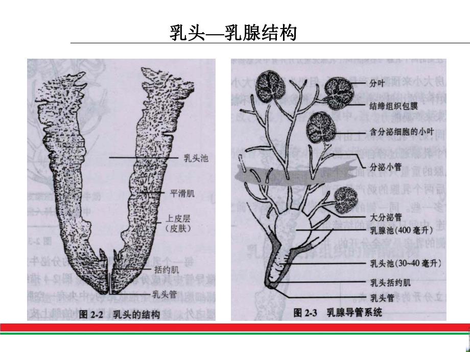 奶牛乳房炎发病机理.ppt_第3页