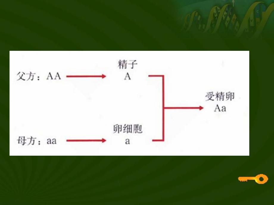 基因的显性和隐性杜1.ppt_第3页