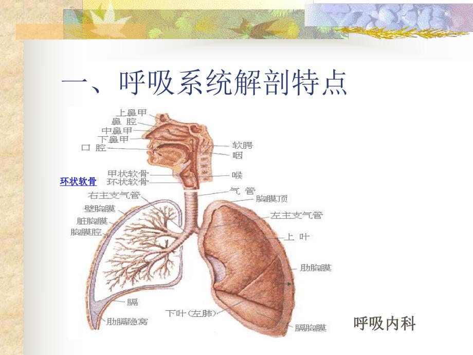 呼吸系统疾病护理常规.ppt_第3页