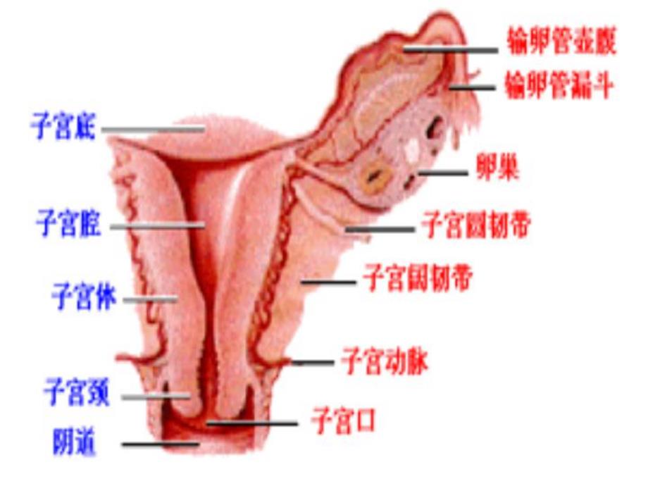 子宫内膜癌.ppt.ppt_第3页