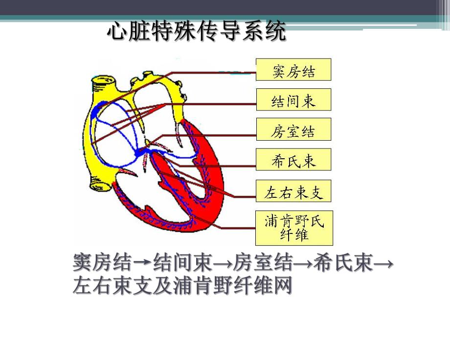 心律失常患者的护理.ppt.ppt_第3页