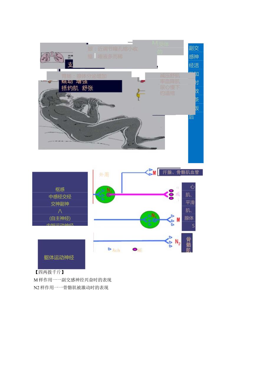 中西医结合药理学-传出神经系统药物课程讲义及练习.docx_第3页