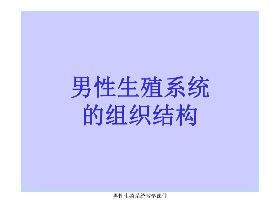 男性生殖系统教学课件.ppt_第1页