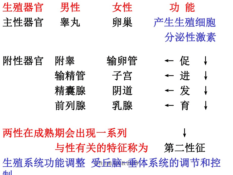 男性生殖系统教学课件.ppt_第2页