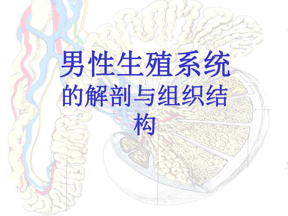 男性生殖系统教学课件.ppt_第3页